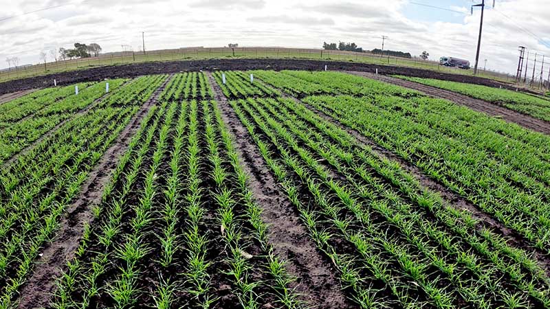 En expocereales: ¿Por qué Argentina no le vende trigo segregado a Brasil?